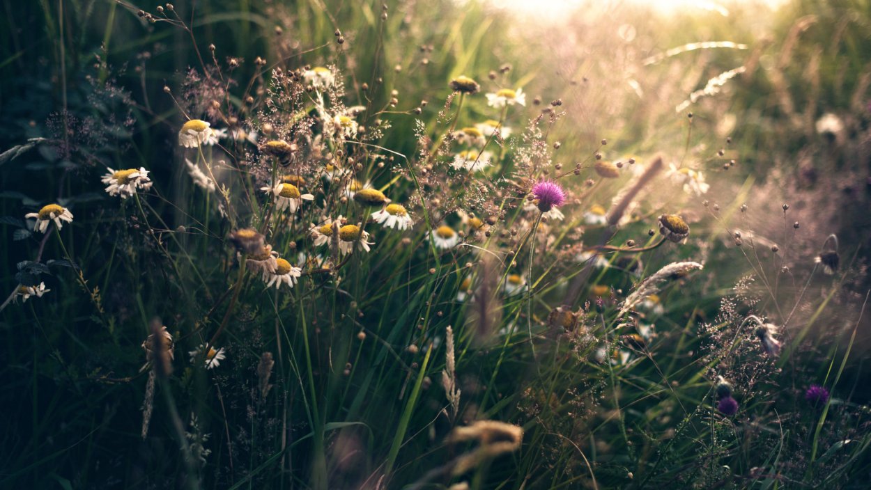 Лето Эстетика