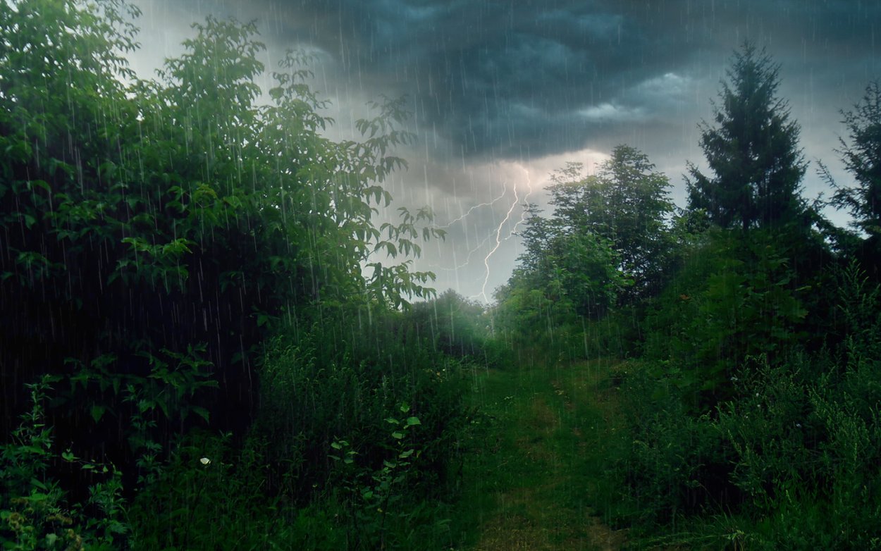 Дождь в лесу