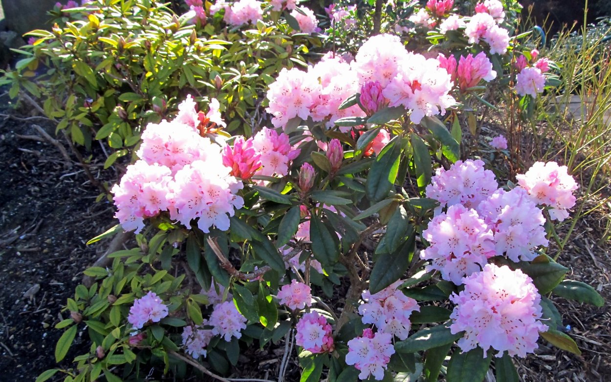 Азалия рододендрон комнатная