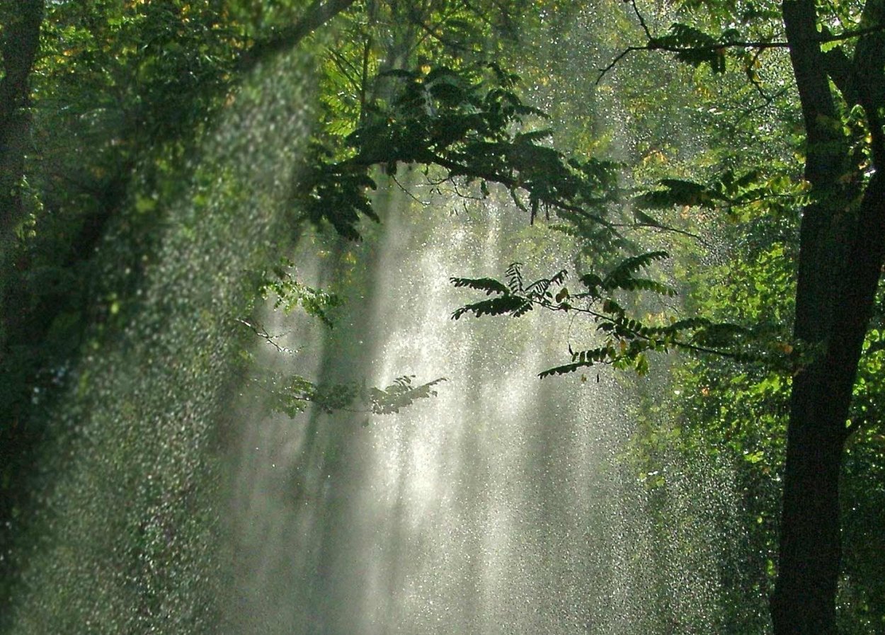 Дождь в лесу