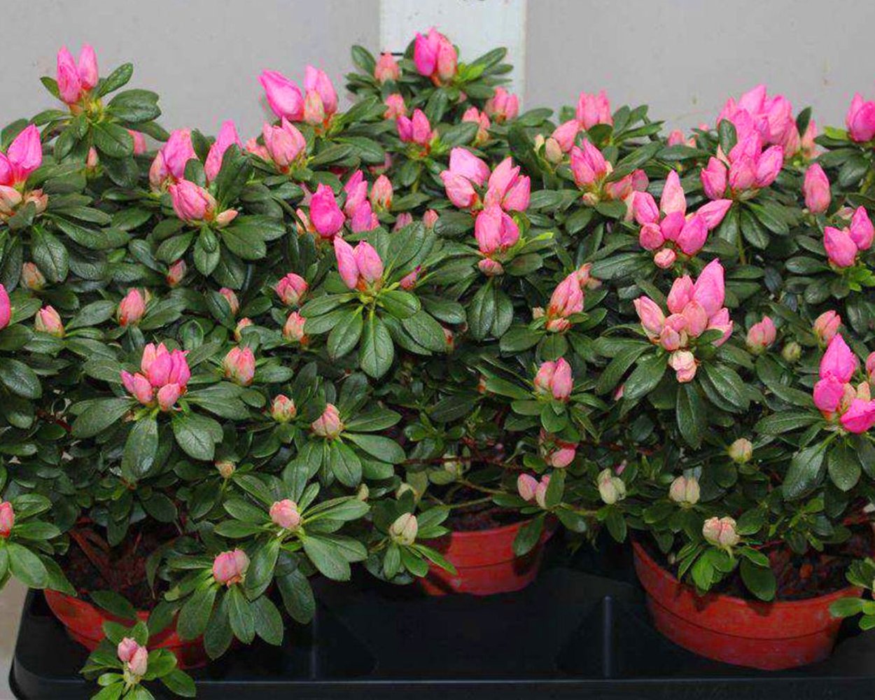 Скупия кожевення Роял Пурпл