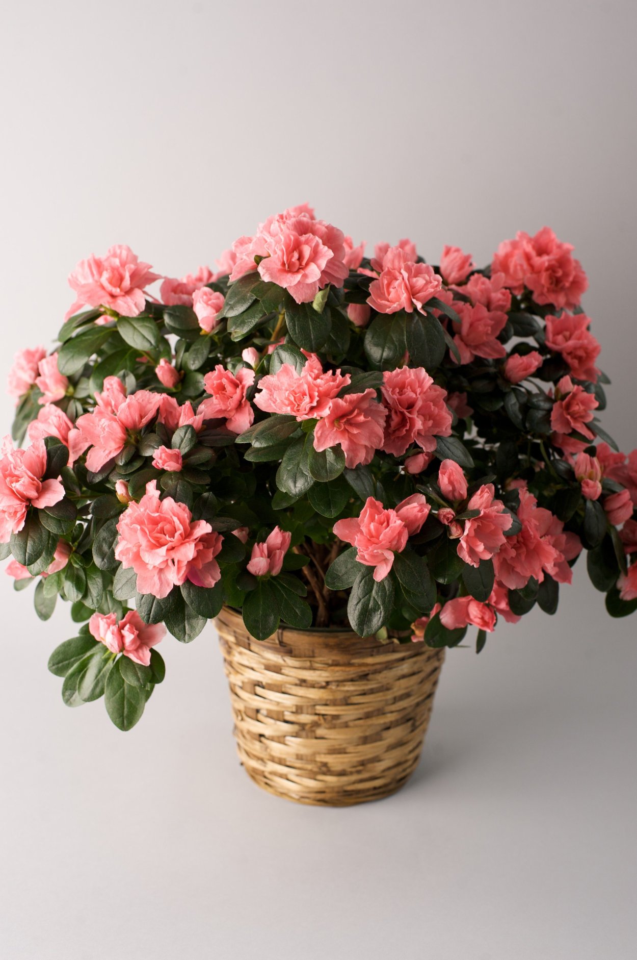 Штамбовая петуния