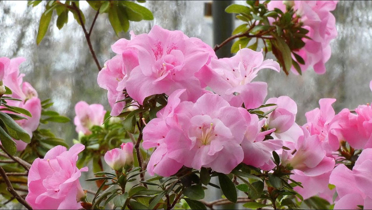 Рододендрон Альфред