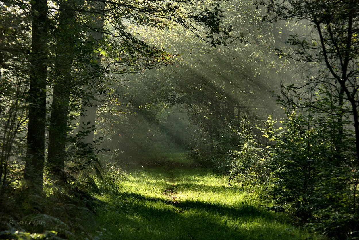 Туманное утро в лесу