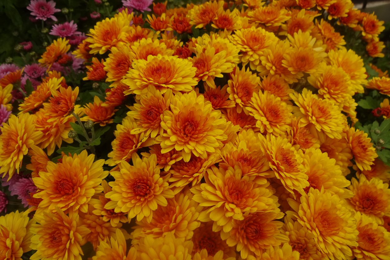 Хризантема Branbeach Orange