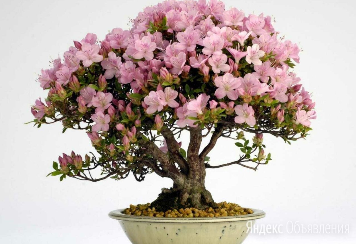 Азалия розовая пантера