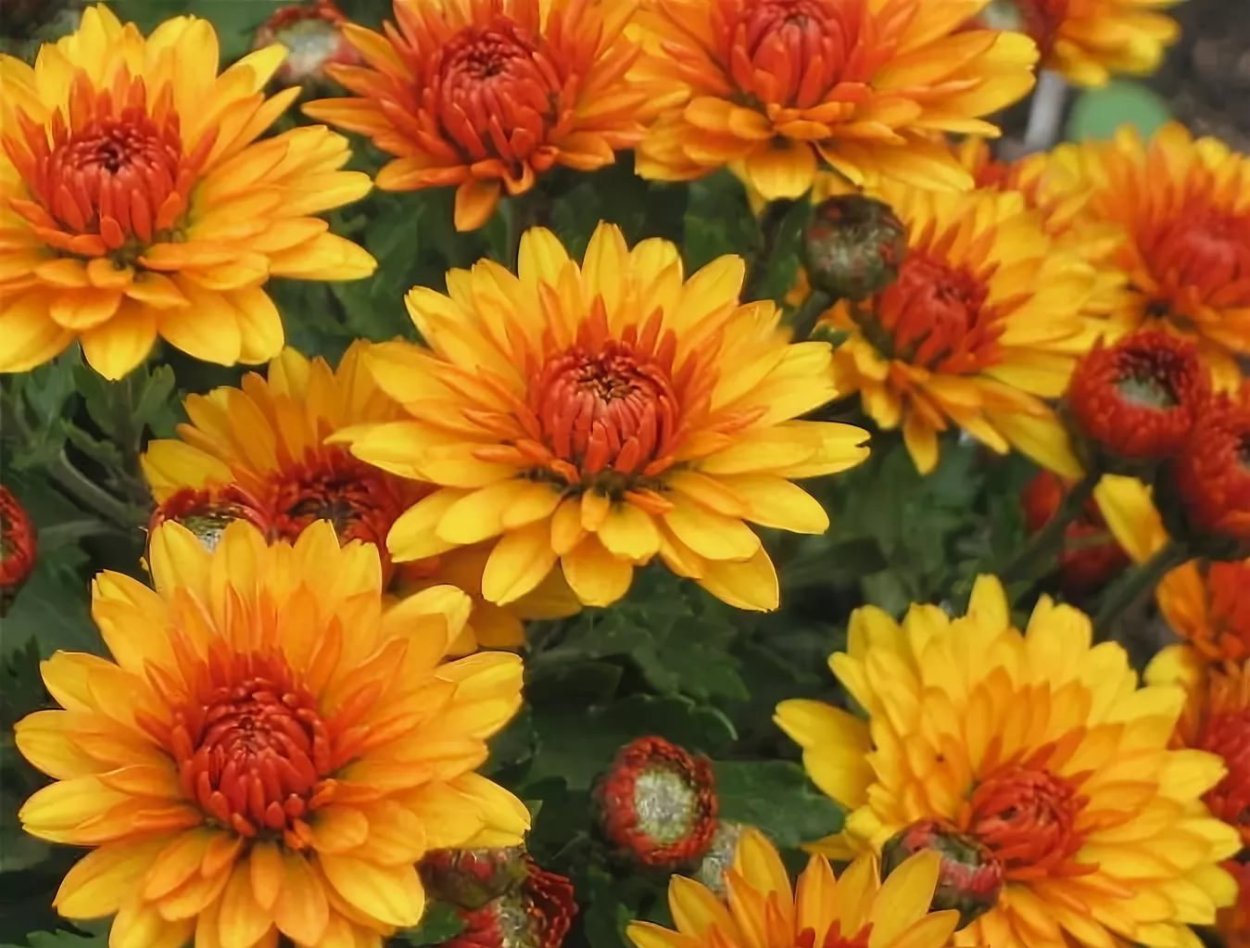 Хризантема Брансаунд оранж