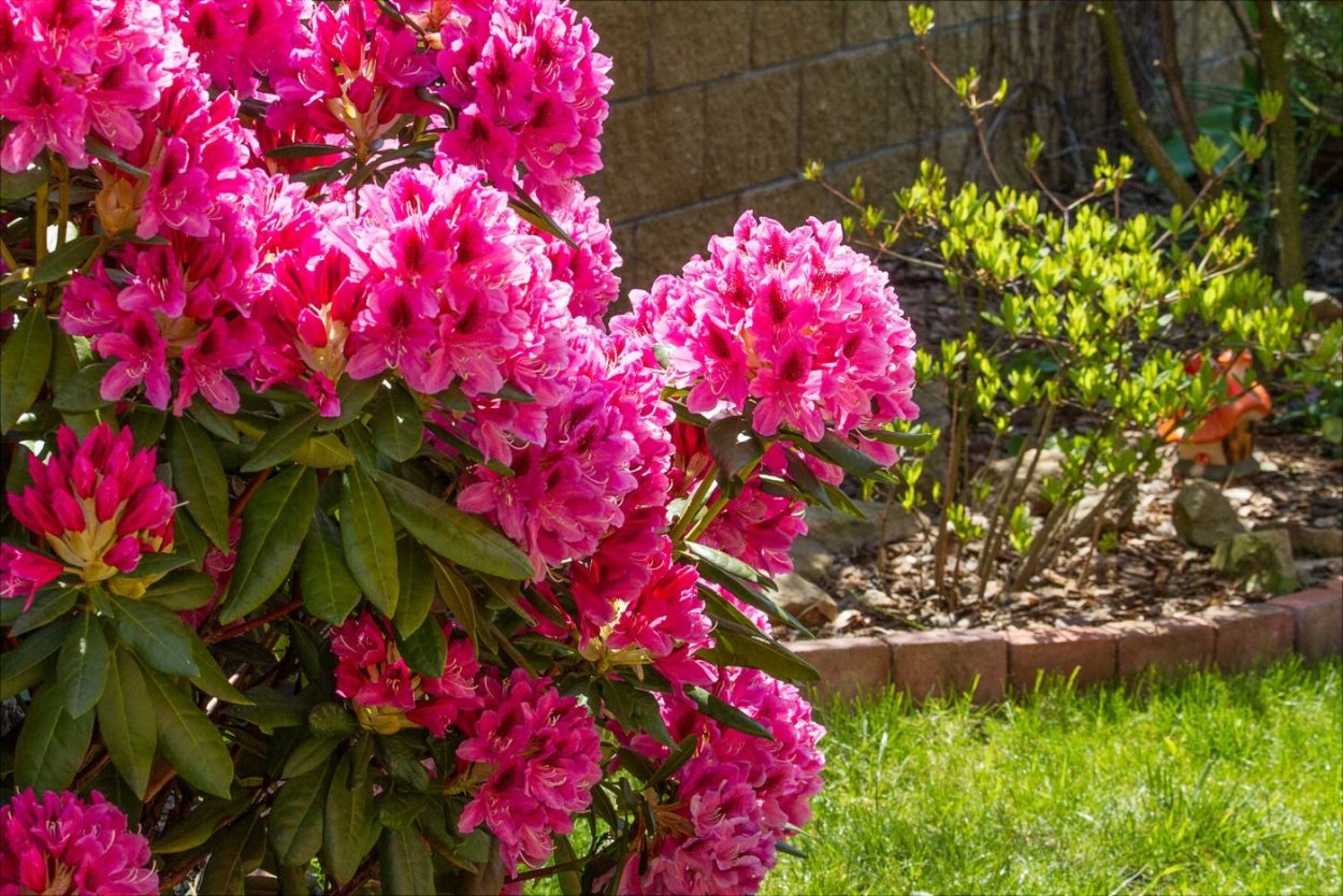 Азалия рододендрон