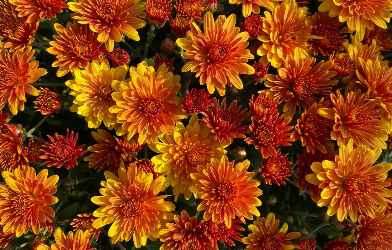 Хризантема мультифлора Reef Bronze