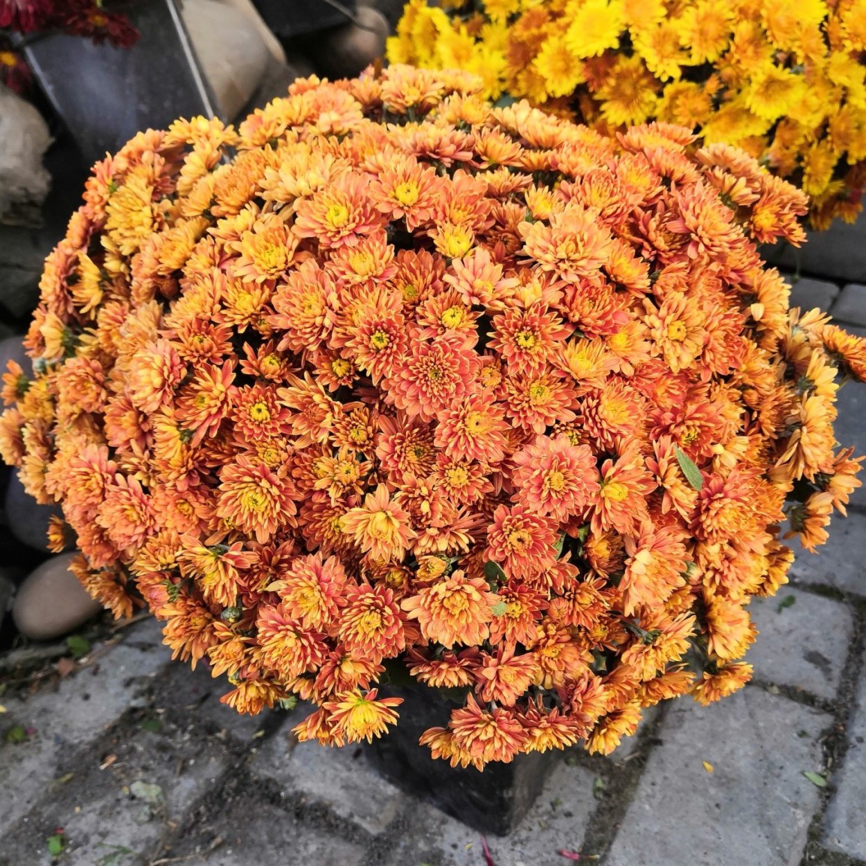 Хризантема мультифлора Бранбич оранж