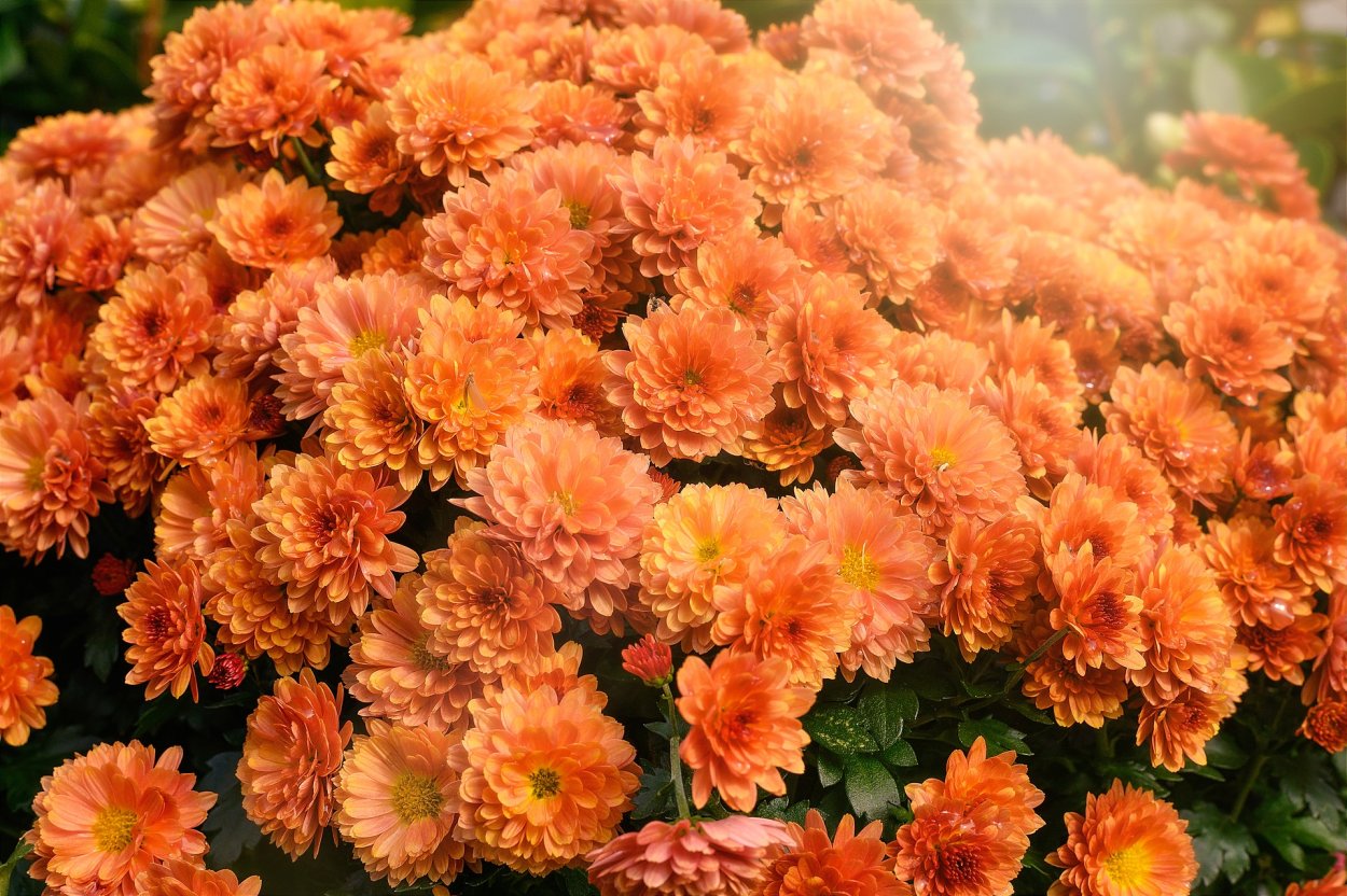 Хризантема Брансаунд дарк оранж мультифлора