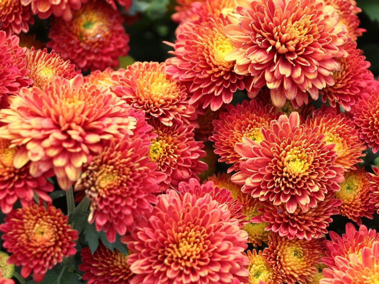 Хризантема Бранфонтайн Салмон мультифлора