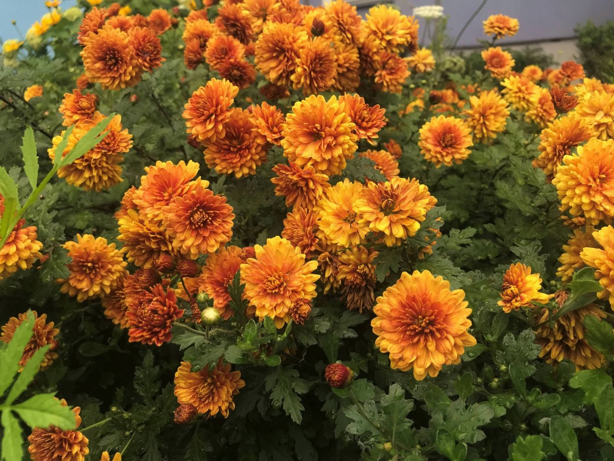 Хризантема мультифлора оранжевая