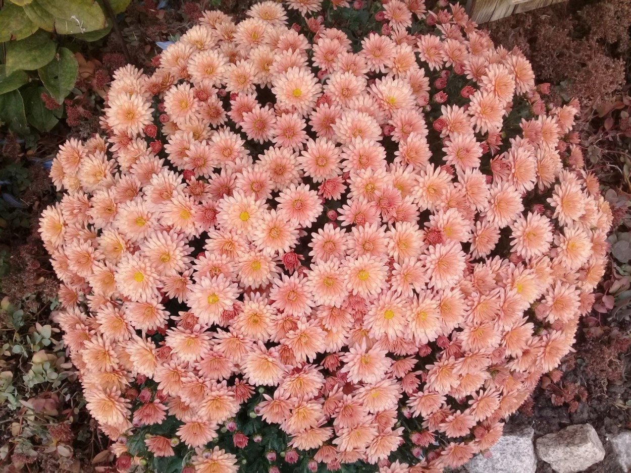 Хризантема мультифлора Branmaya