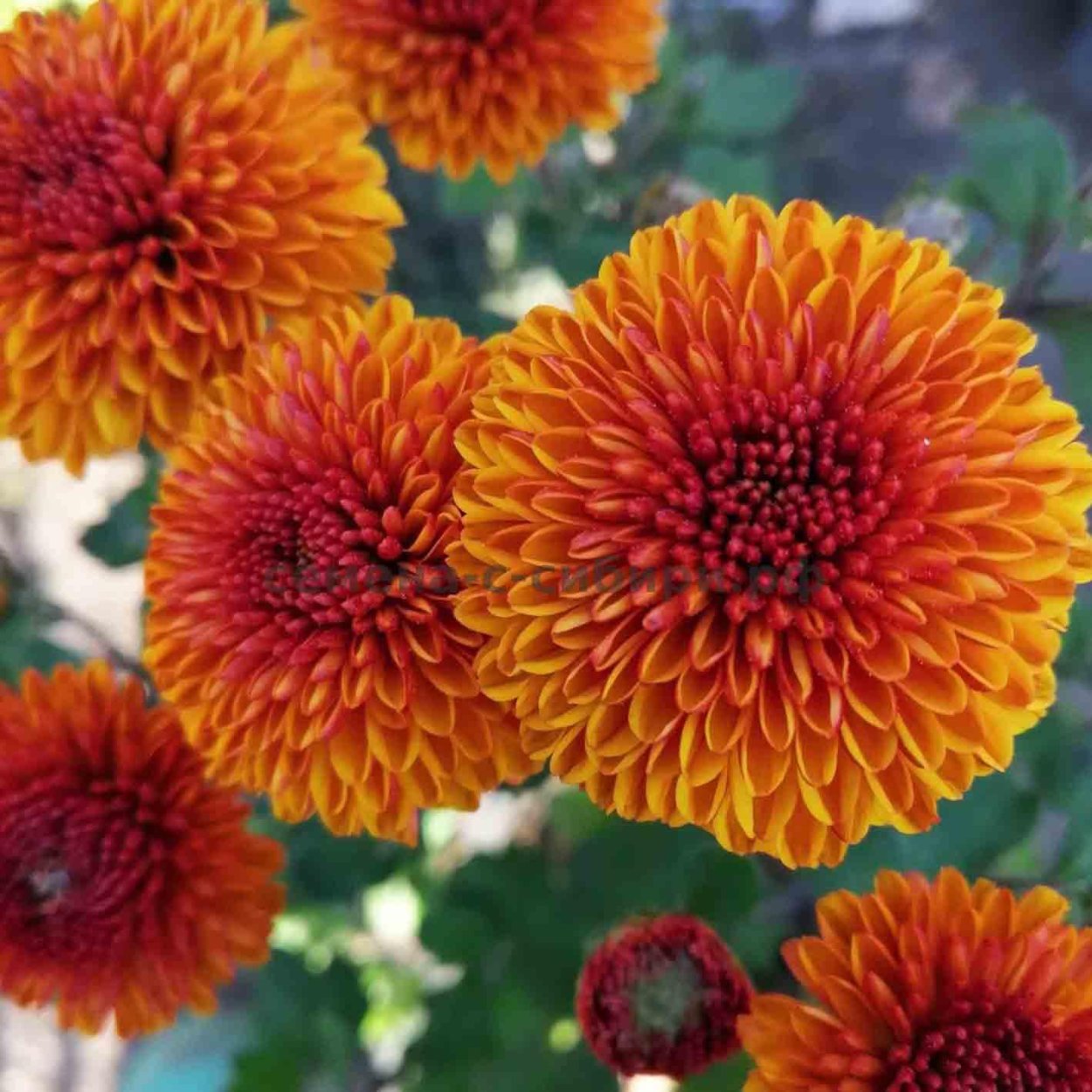 Хризантема Life