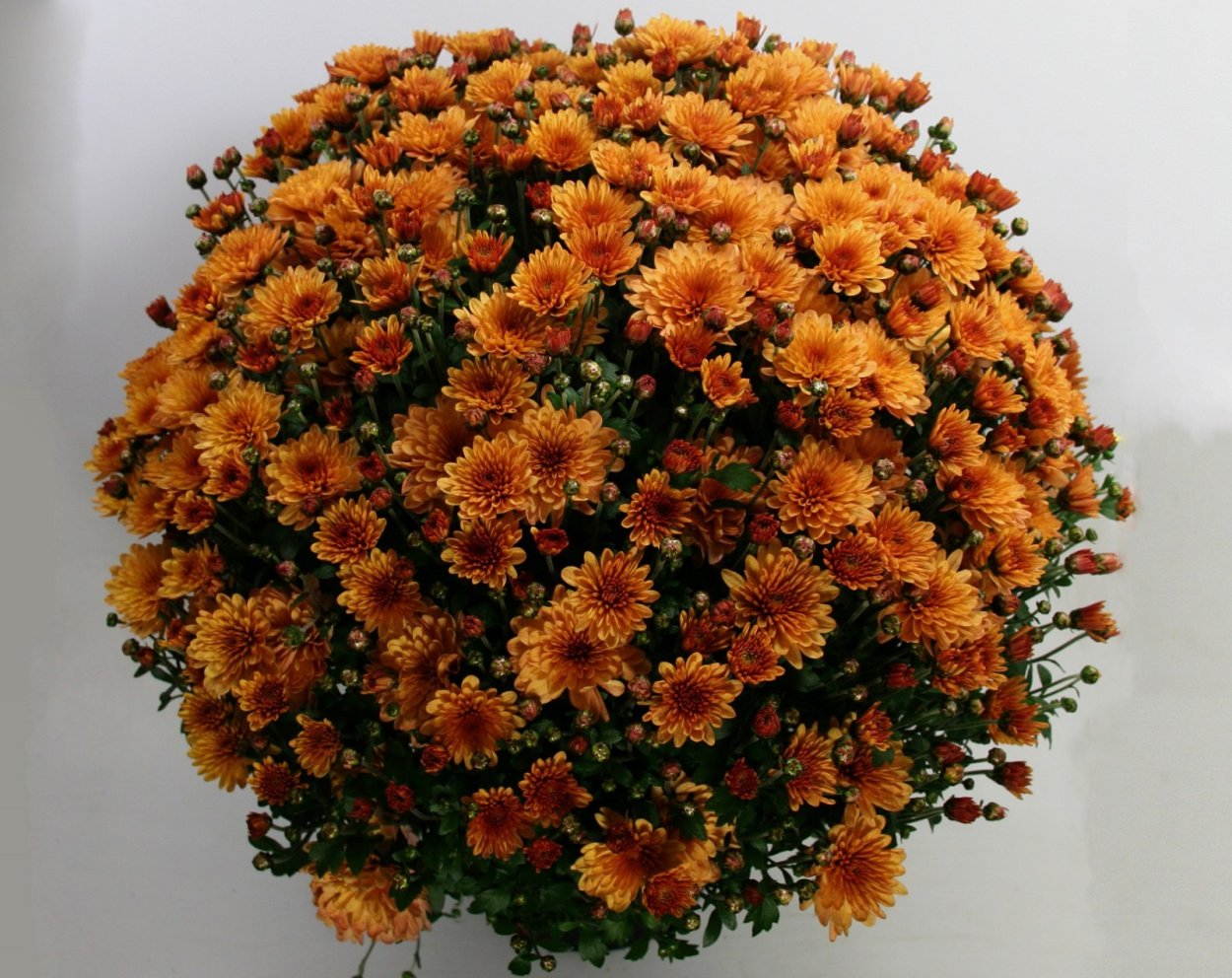 Хризантема мультифлора Бранхилл