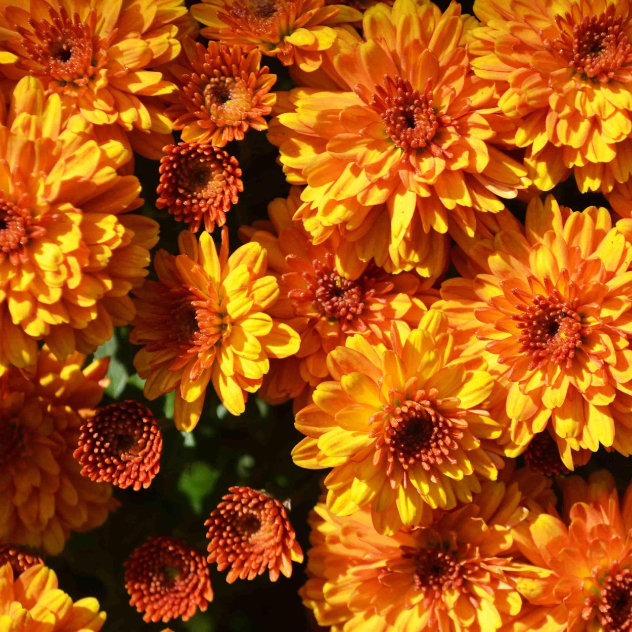 Хризантема мультифлора Балиос