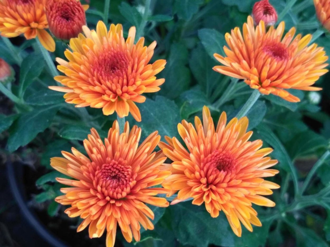 Хризантема корейская Эверест