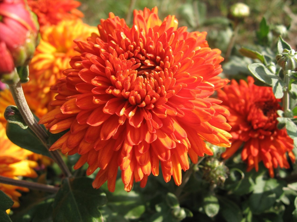 Хризантема мультифлора Шерон