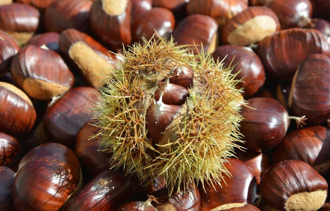 Каштан посевной съедобный