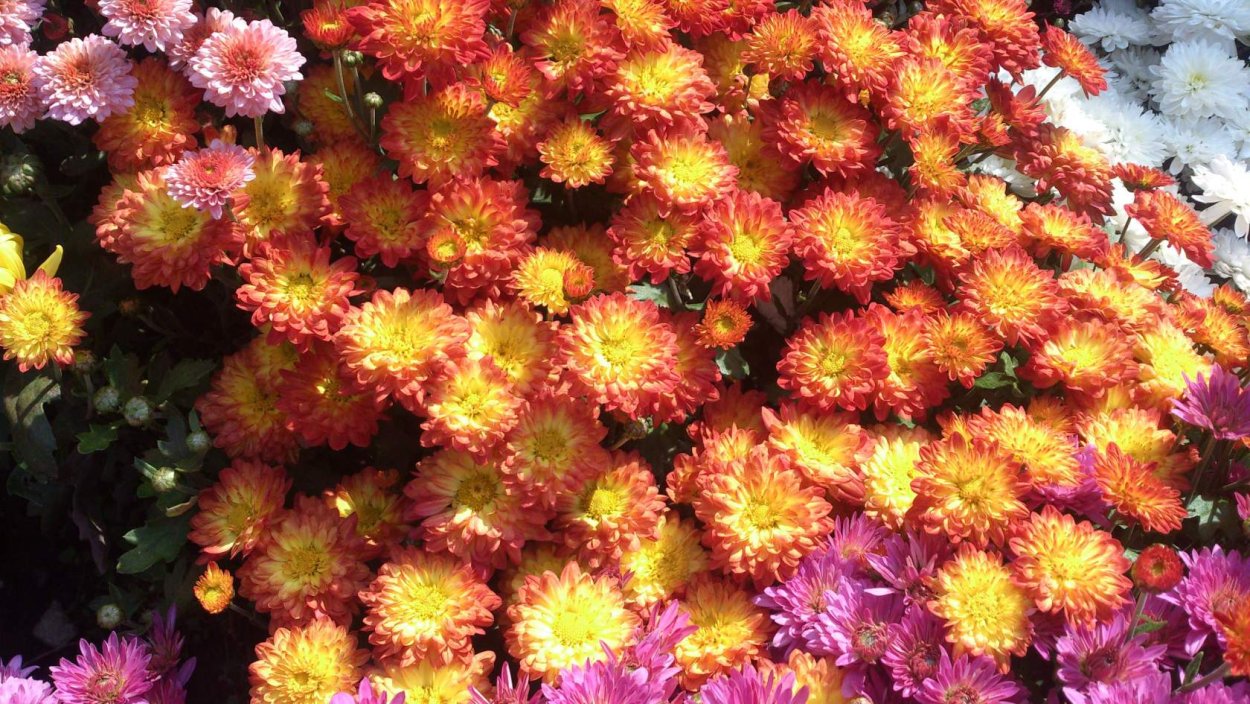 Хризантема Россано оранж