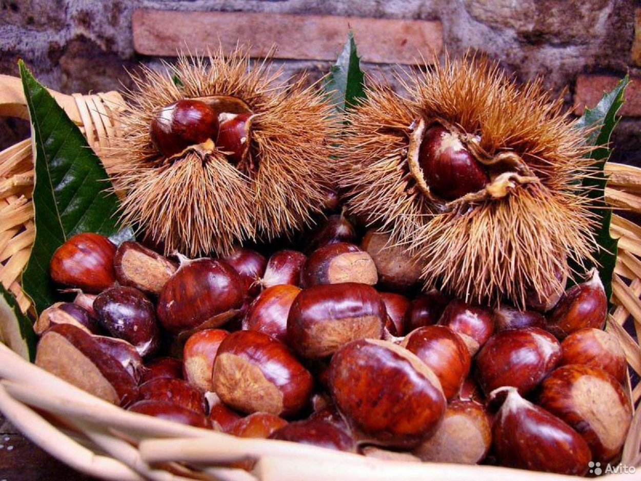 Поделки плоды конского каштана