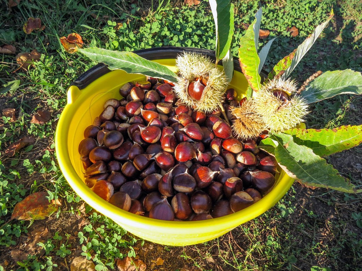 Малоазиатский каштан