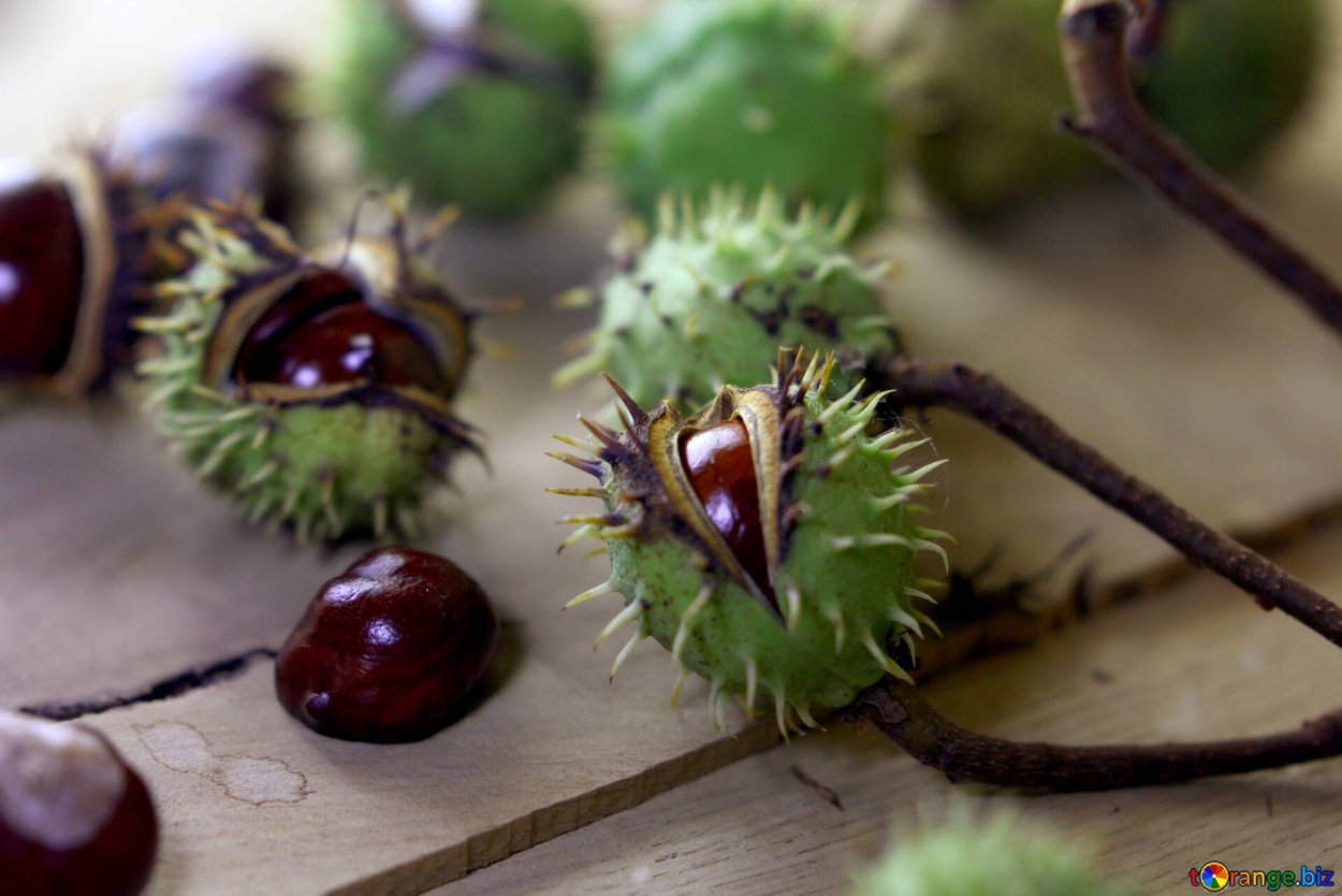 Съедобен ли каштан