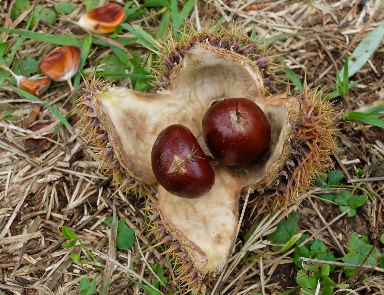 Орехи каштана съедобные и несъедобные
