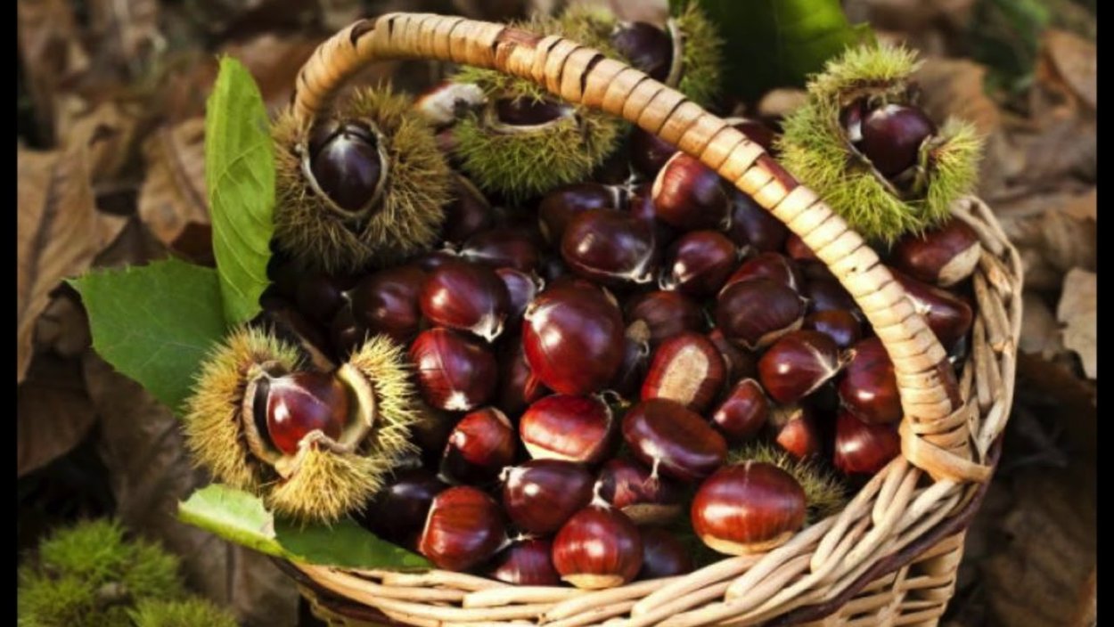 Каштаны, камешки