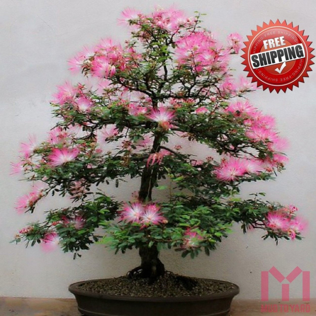 Акация Альбиция бонсай