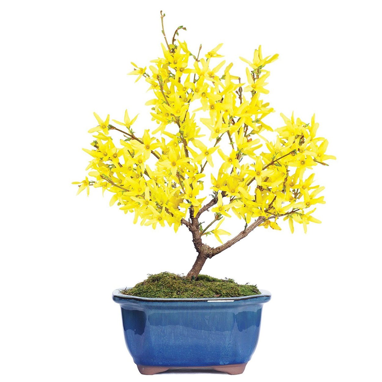 Ирга бонсай