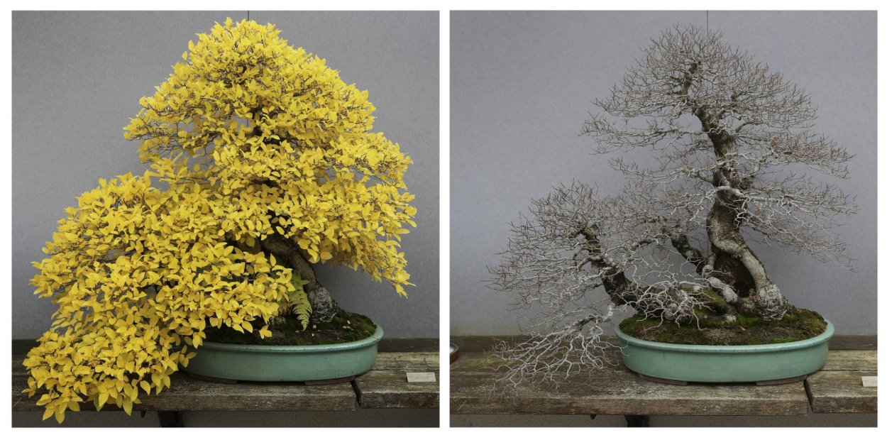 Букет бонсай