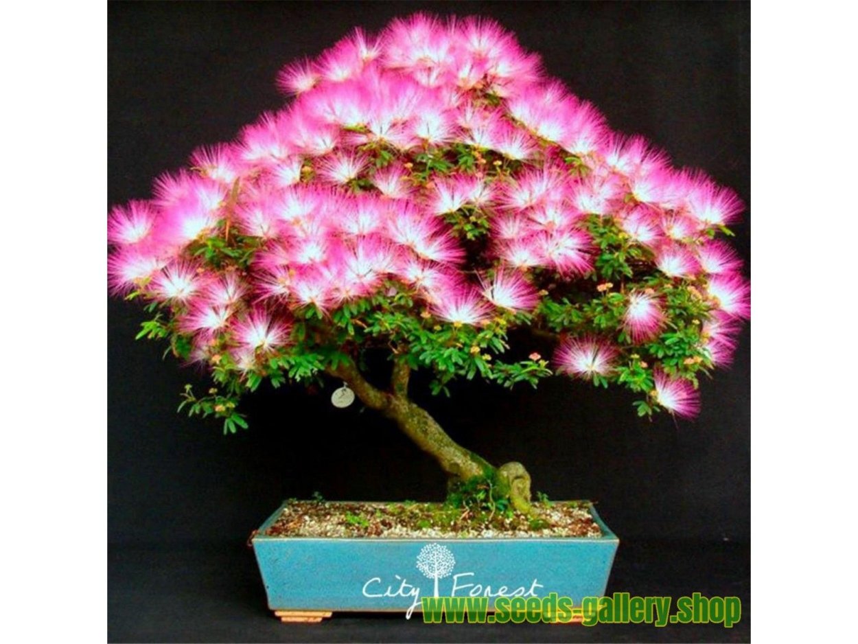 Acacia mangium бонсай