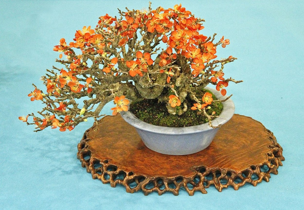 Acacia dealbata (Акация) в горшке