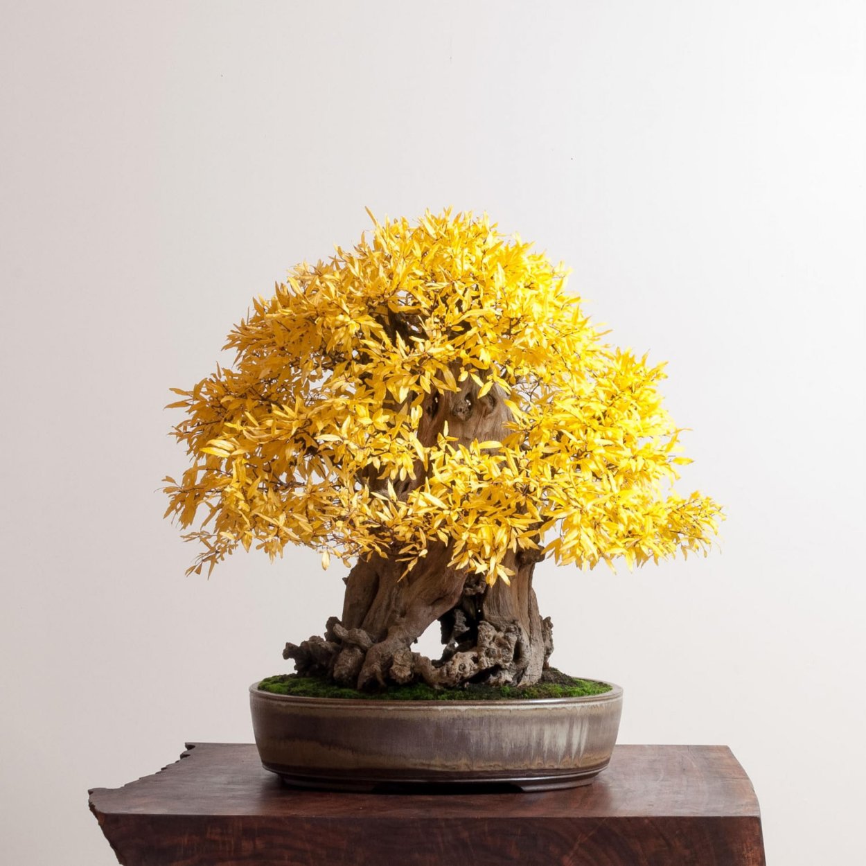 Альбиция шелковая бонсай