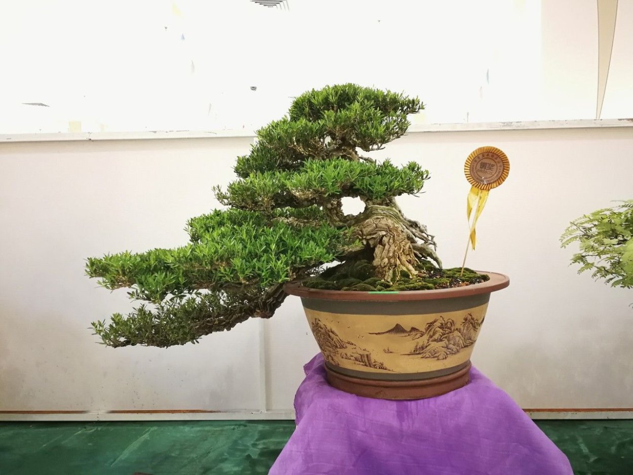 Acacia dealbata (Акация) в горшке