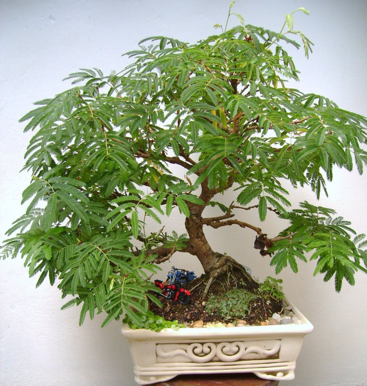 Бонсай ленкоранская Акация