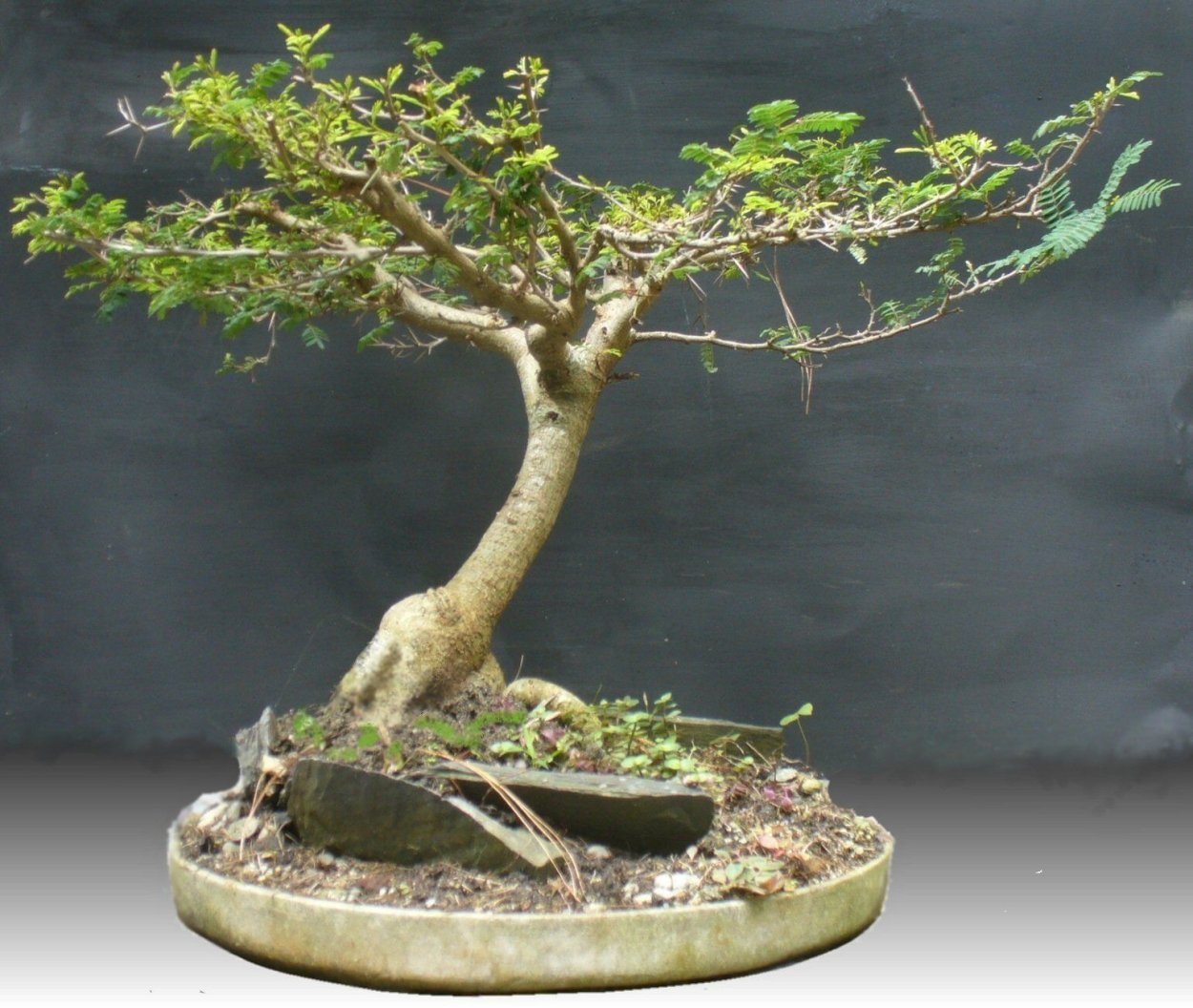 Бонсай желтый