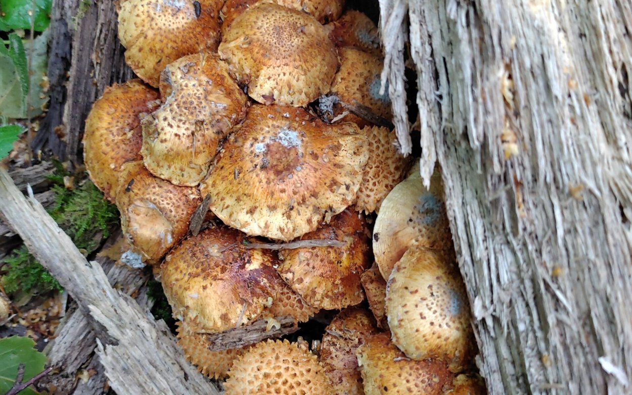 Чешуйчатка Ольховая съедобная