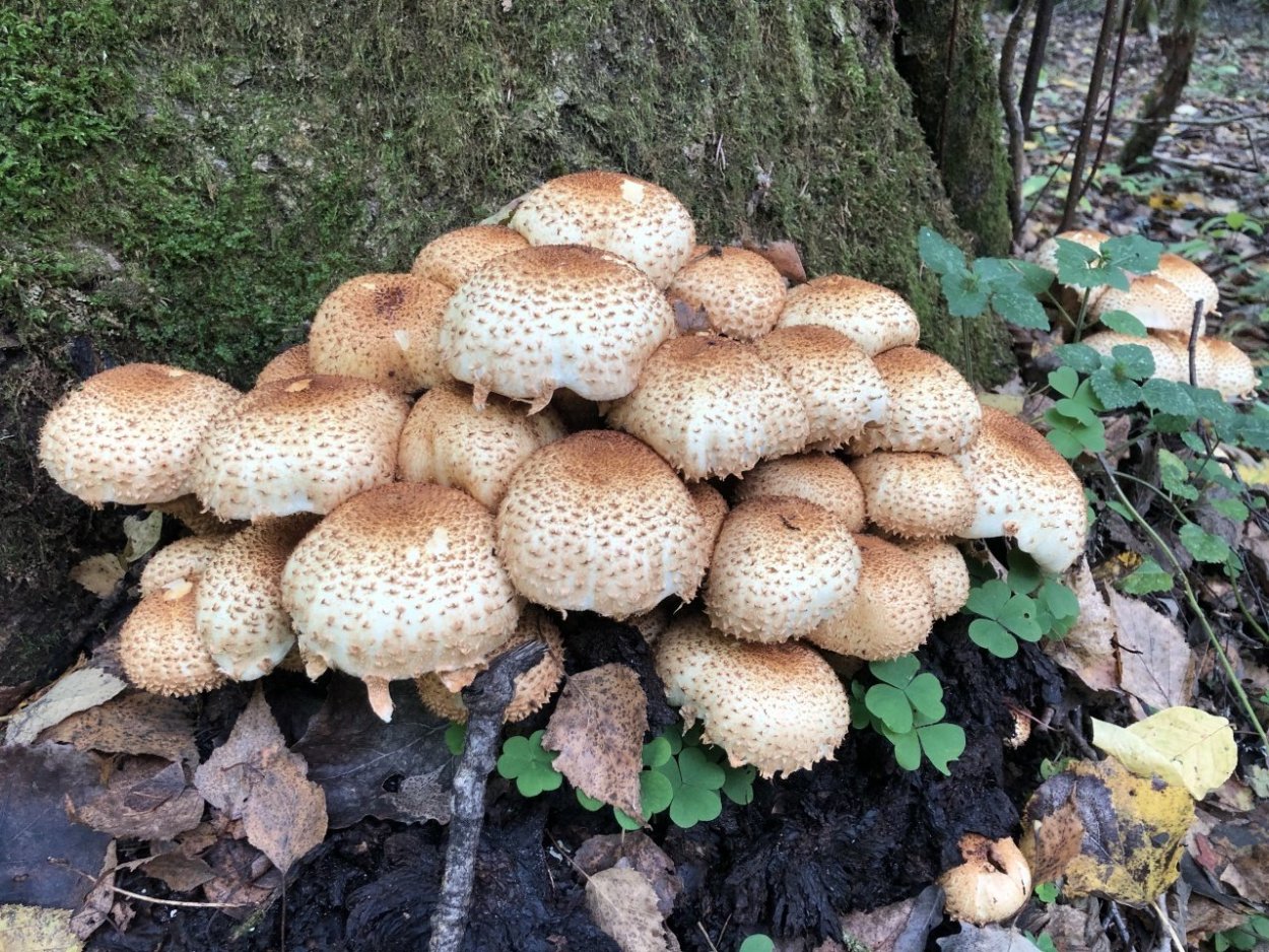 Чешуйчатка углелюбивая