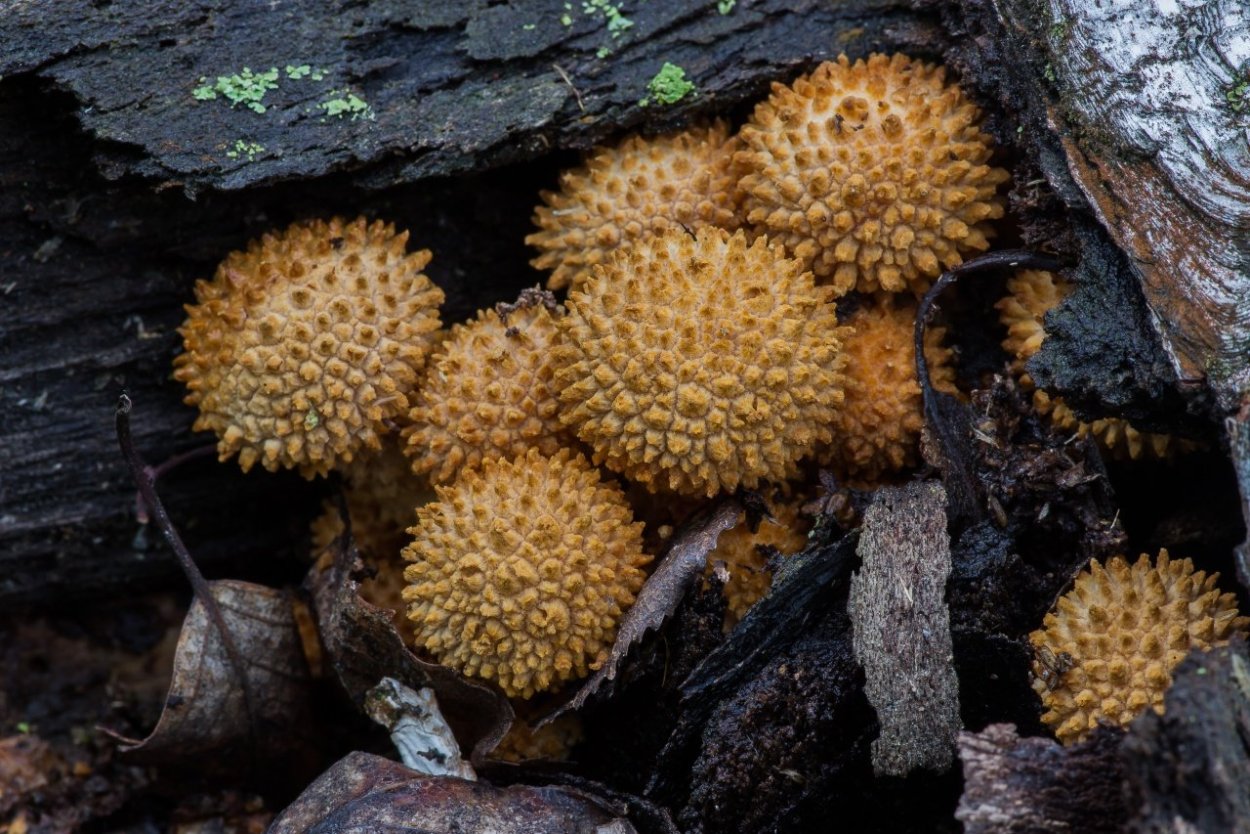 Чешуйчатка золотистая съедобная