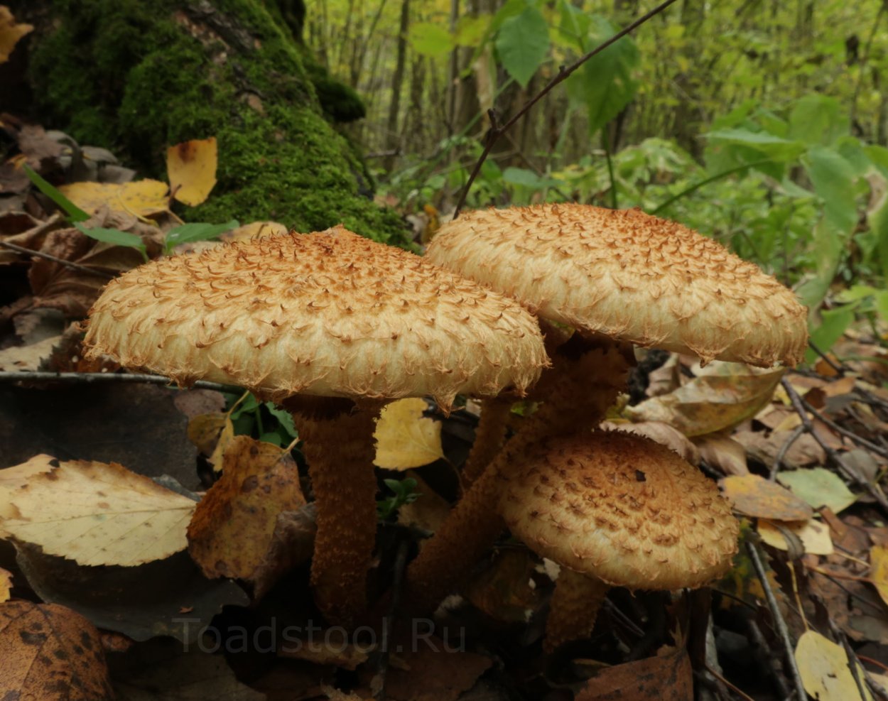 Чешуйчатка золотистая (Pholiota aurivella)