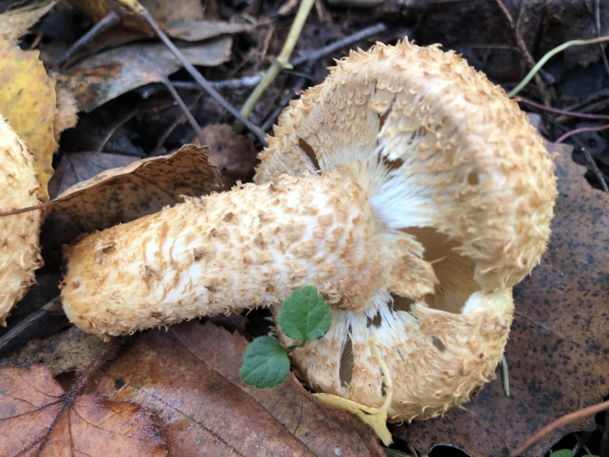 Чешуйчатка древесинная