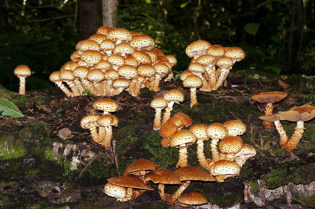 Чешуйчатка Гаревая