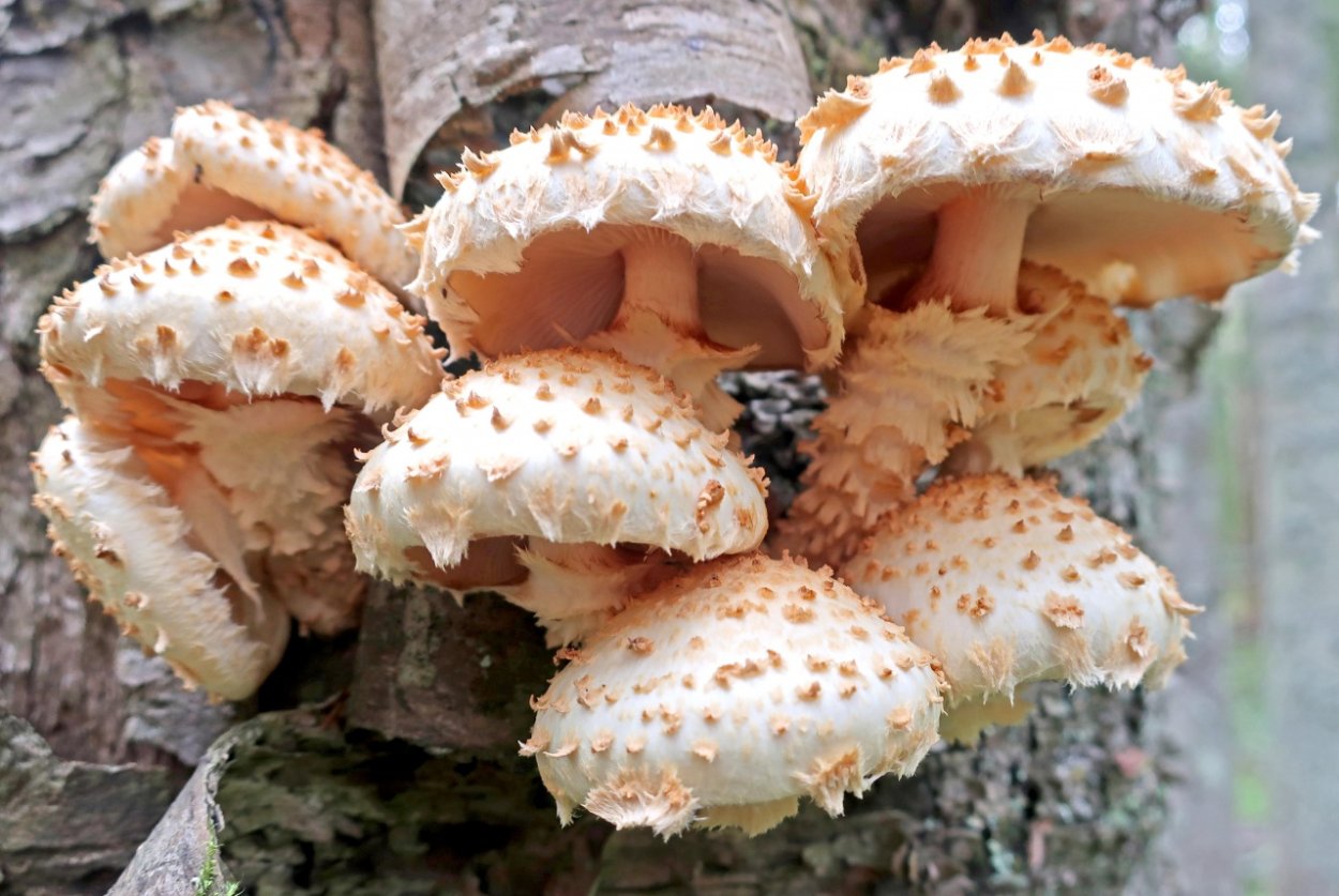 Чешуйчатка обыкновенная съедобная