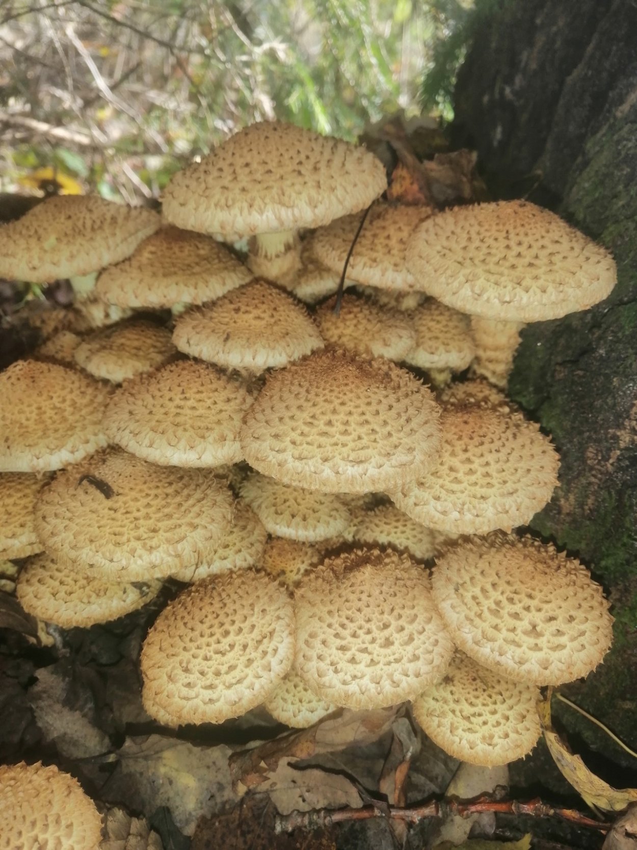 Чешуйчатка бугорчатая