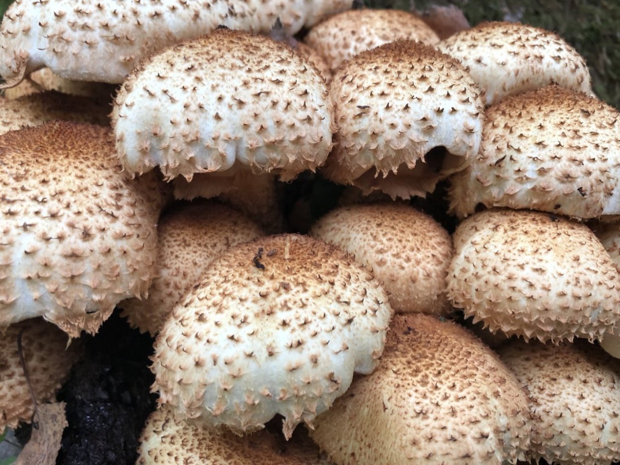 Чешуйчатка чешуйчатовидная Pholiota squarrosoides