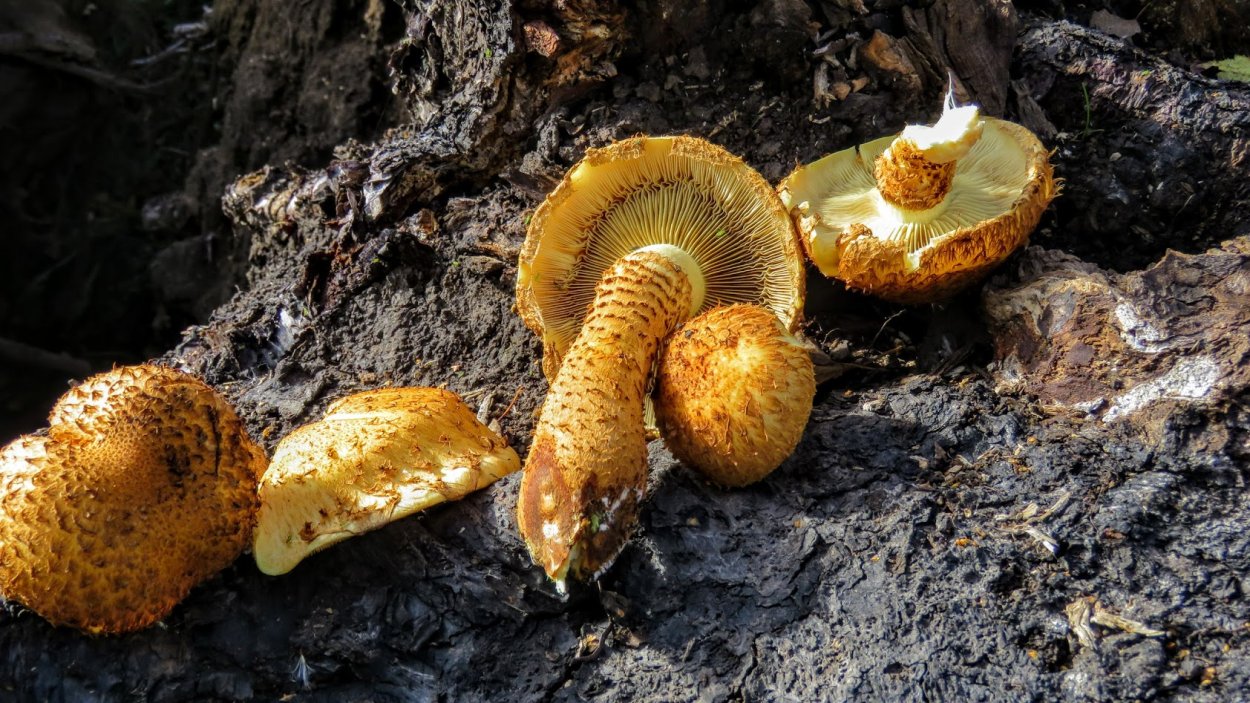 Чешуйчатка золотистая (Pholiota aurivella)