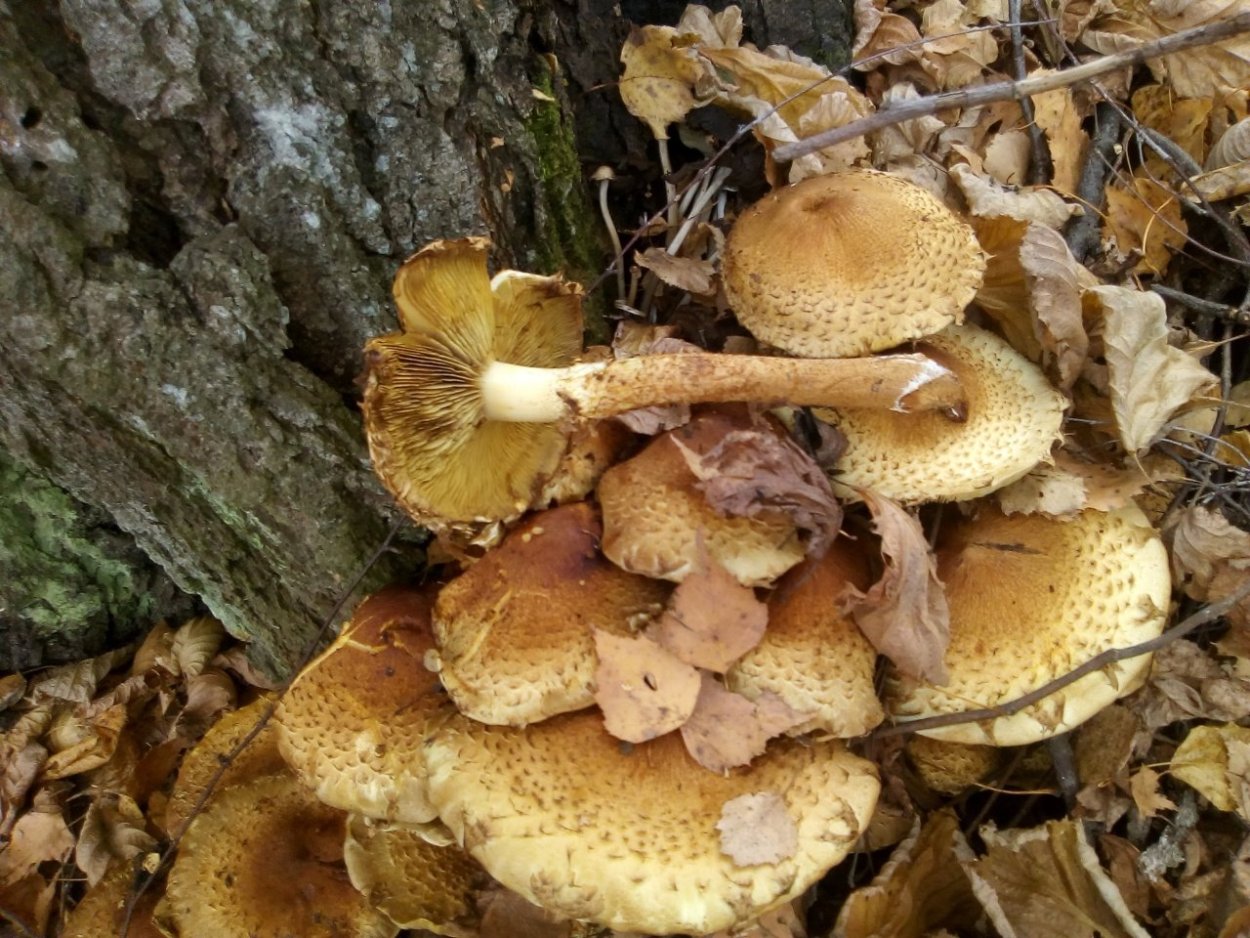 Чешуйчатка углелюбивая